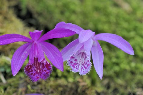 一葉蘭|臺灣一葉蘭 (Pleione bulbocodioides)